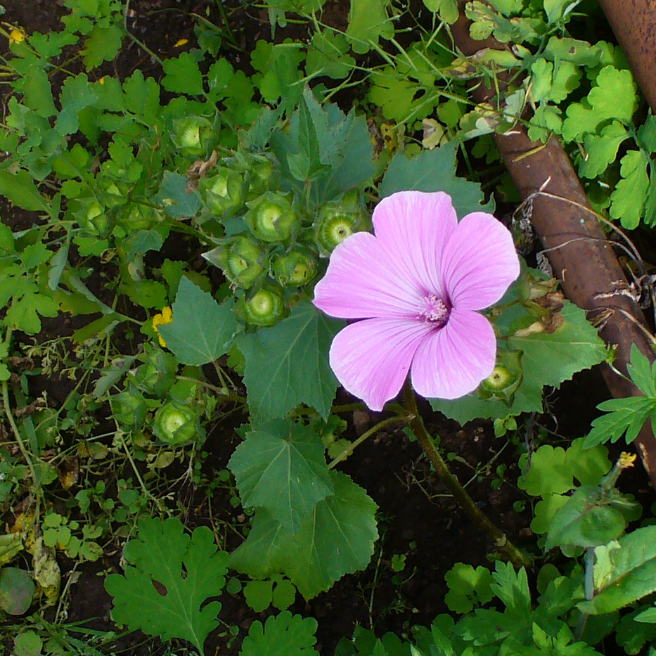 Image of Malva trimestris specimen.