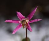 Erythronium sibiricum