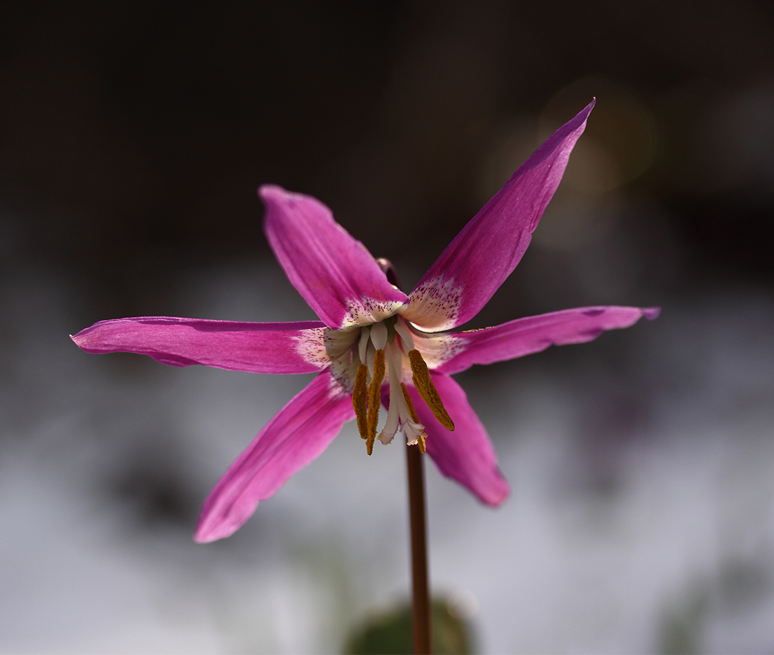 Изображение особи Erythronium sibiricum.