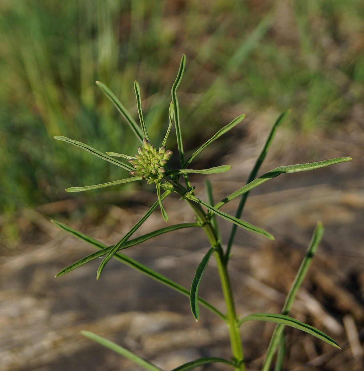 Image of Erysimum canescens specimen.