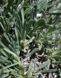 Onosma taurica