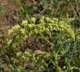 Reseda lutea