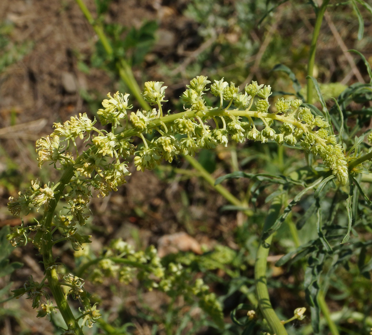 Изображение особи Reseda lutea.