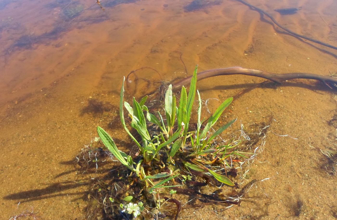 Image of Rumex maritimus specimen.
