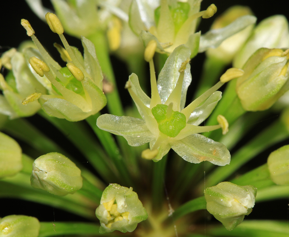 Image of Allium ochotense specimen.