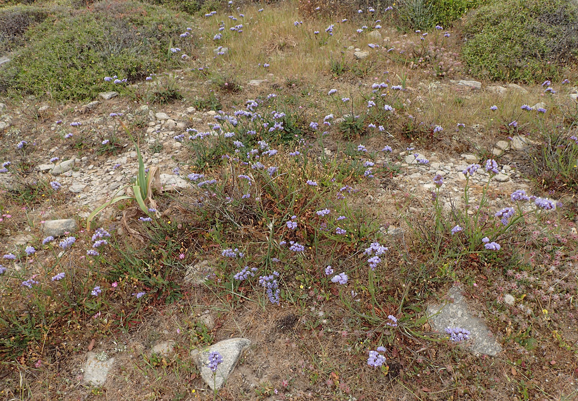 Изображение особи Limonium sinuatum.