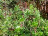 Salix saxatilis