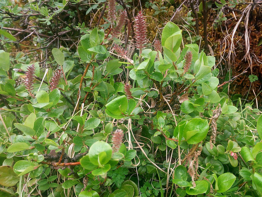 Изображение особи Salix saxatilis.