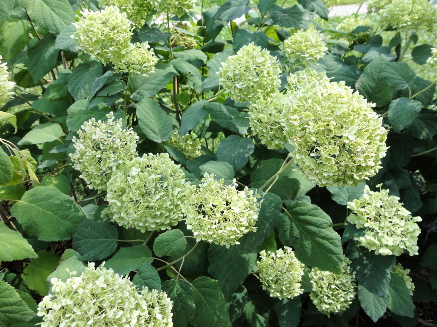 Image of Hydrangea arborescens specimen.