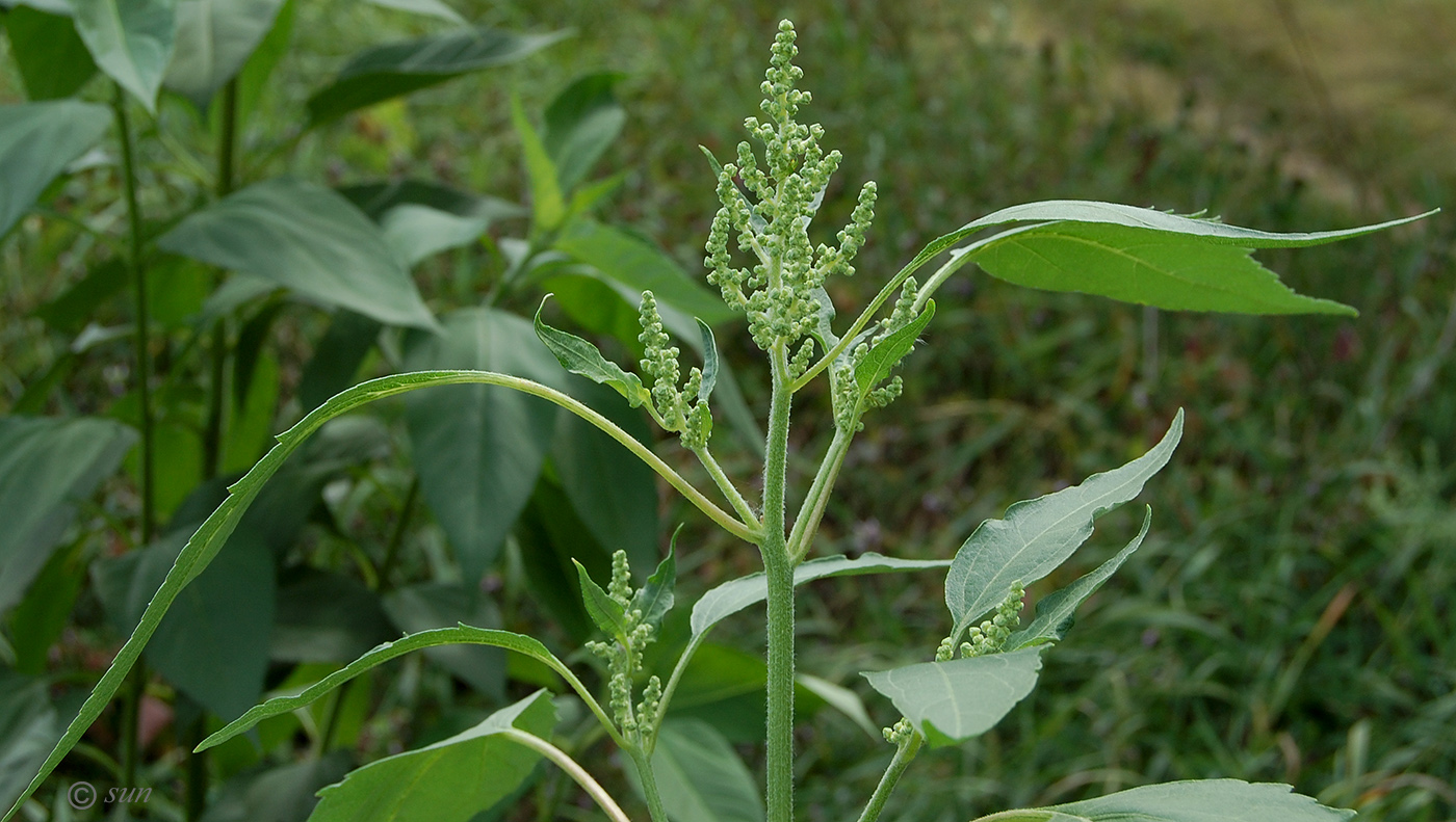 Image of Cyclachaena xanthiifolia specimen.