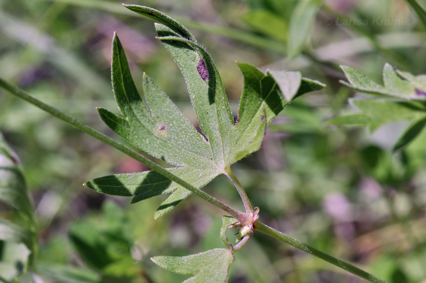 Image of Geranium dahuricum specimen.