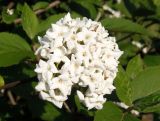 genus Viburnum. Соцветие. Украина, г. Запорожье, Запорожский детский ботанический сад. 02.05.2016.