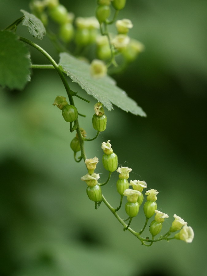 Изображение особи Ribes rubrum.