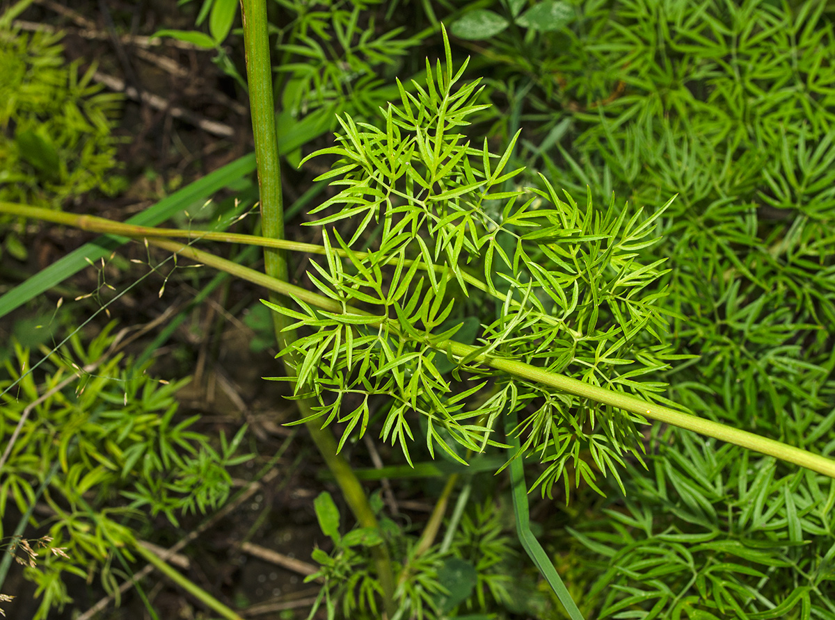 Image of Cenolophium fischeri specimen.