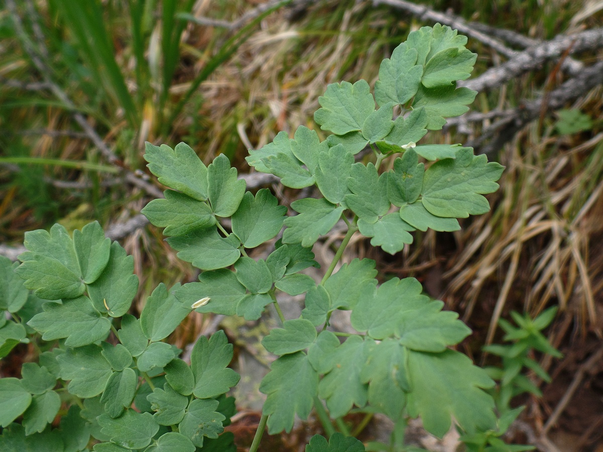 Image of Thalictrum minus specimen.