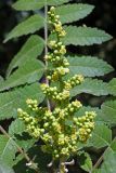 Rhus coriaria