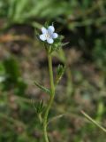 Image of taxon representative. Author is Марина Ворошилова