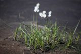 Eriophorum angustifolium