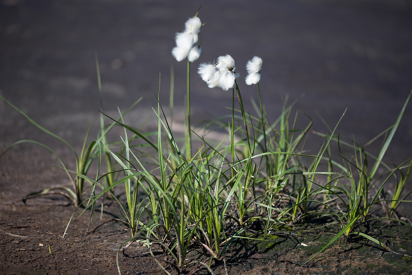 Изображение особи Eriophorum angustifolium.