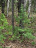 Pinus sibirica