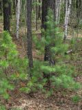 Pinus sibirica. Молодые деревья. Иркутская обл., Шелеховский р-н, окр. пос. Глубокая, смешанный лес. 02.05.2018.