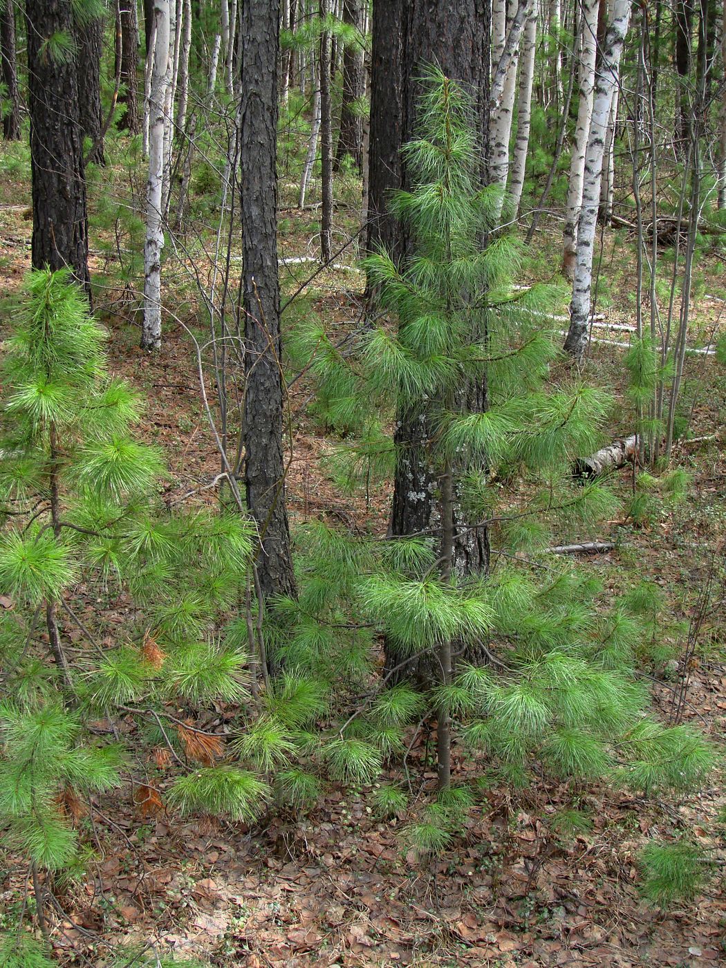 Изображение особи Pinus sibirica.