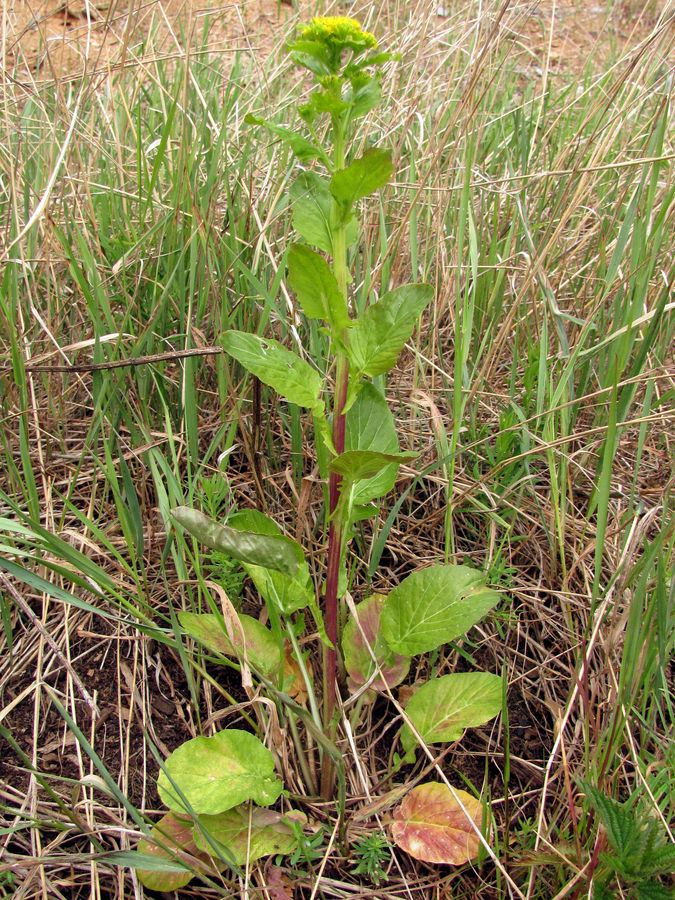 Изображение особи Barbarea stricta.