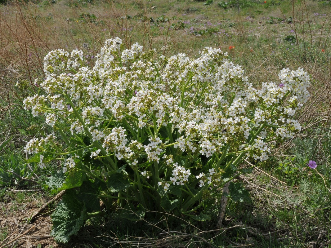 Изображение особи Crambe kotschyana.