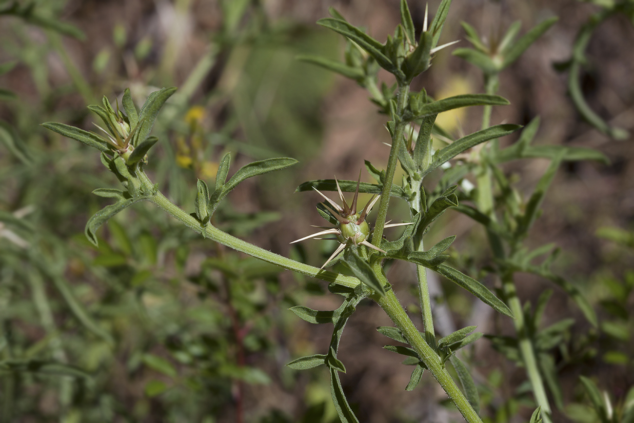 Image of Centaurea iberica specimen.