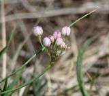 Allium tenuissimum. Верхушка побега с соцветием. Иркутская обл., Боханский р-н, окр. с. Бохан, остепнённый склон. 18.06.2018.