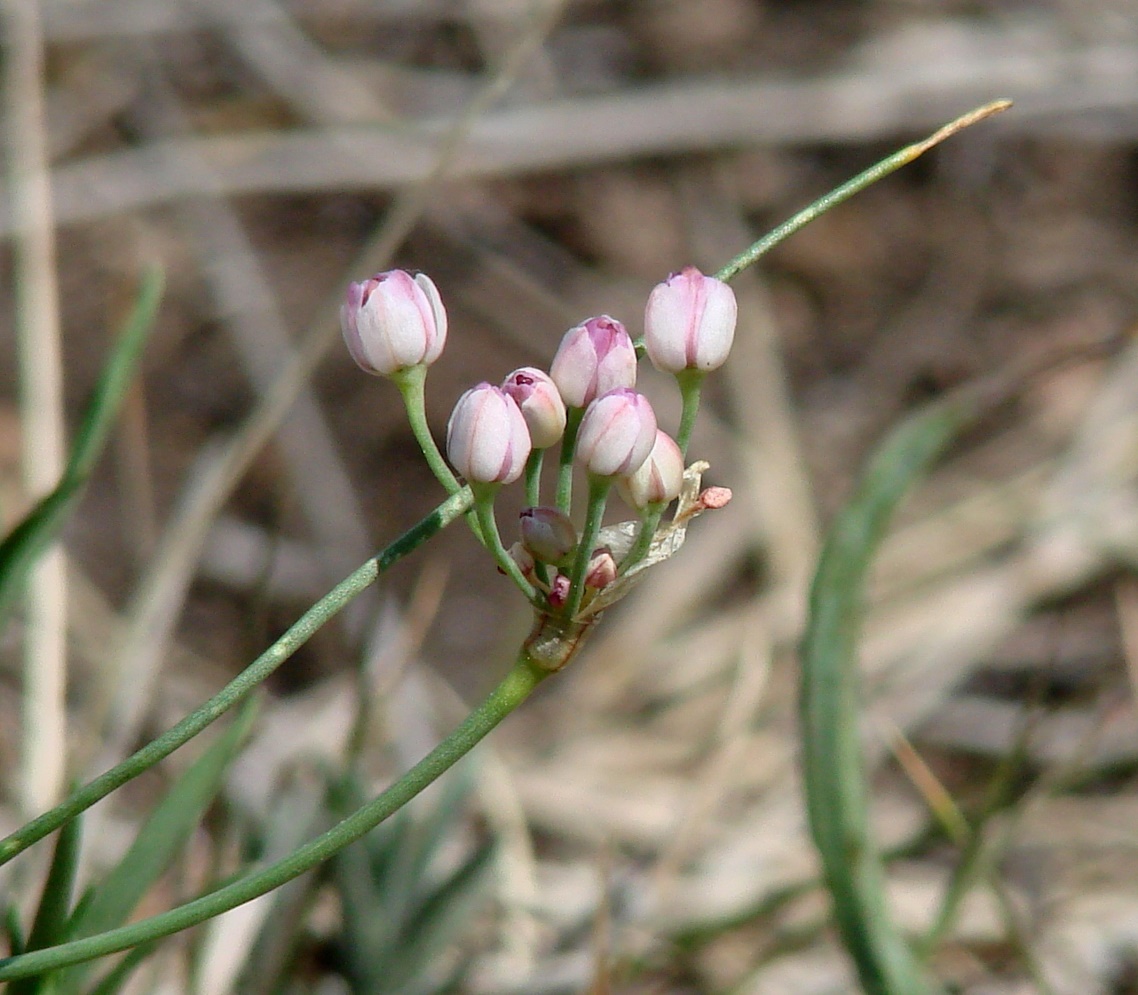Image of Allium tenuissimum specimen.