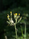 Pilosella &times; auriculoides