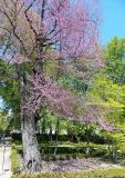 Cercis siliquastrum. Взрослое цветущее дерево. Испания. г. Мадрид. Королевский ботанический сад, в культуре. 18.04.2018.