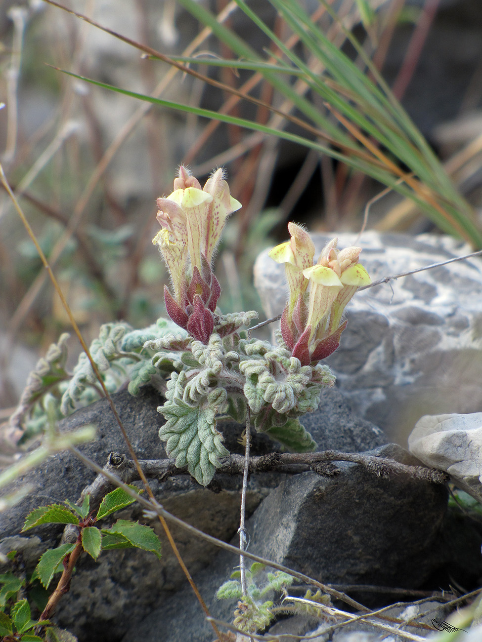 Image of Scutellaria nepetoides specimen.