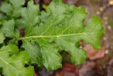 Acanthus mollis