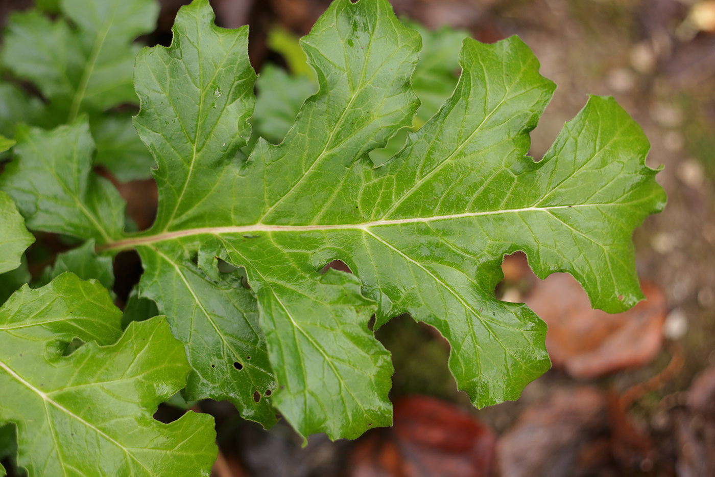 Изображение особи Acanthus mollis.