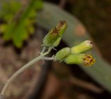 Kleinia articulata