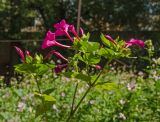 Mirabilis jalapa