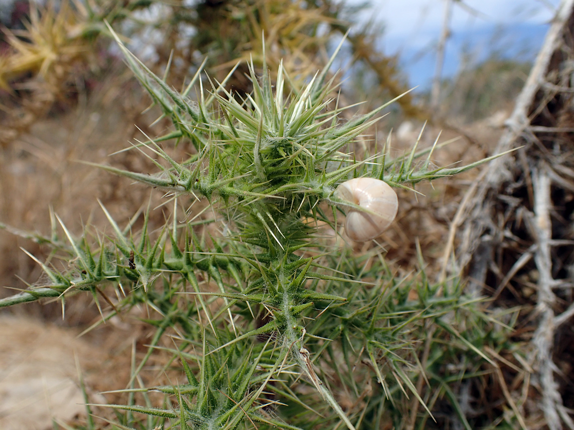 Изображение особи Echinops spinosissimus.