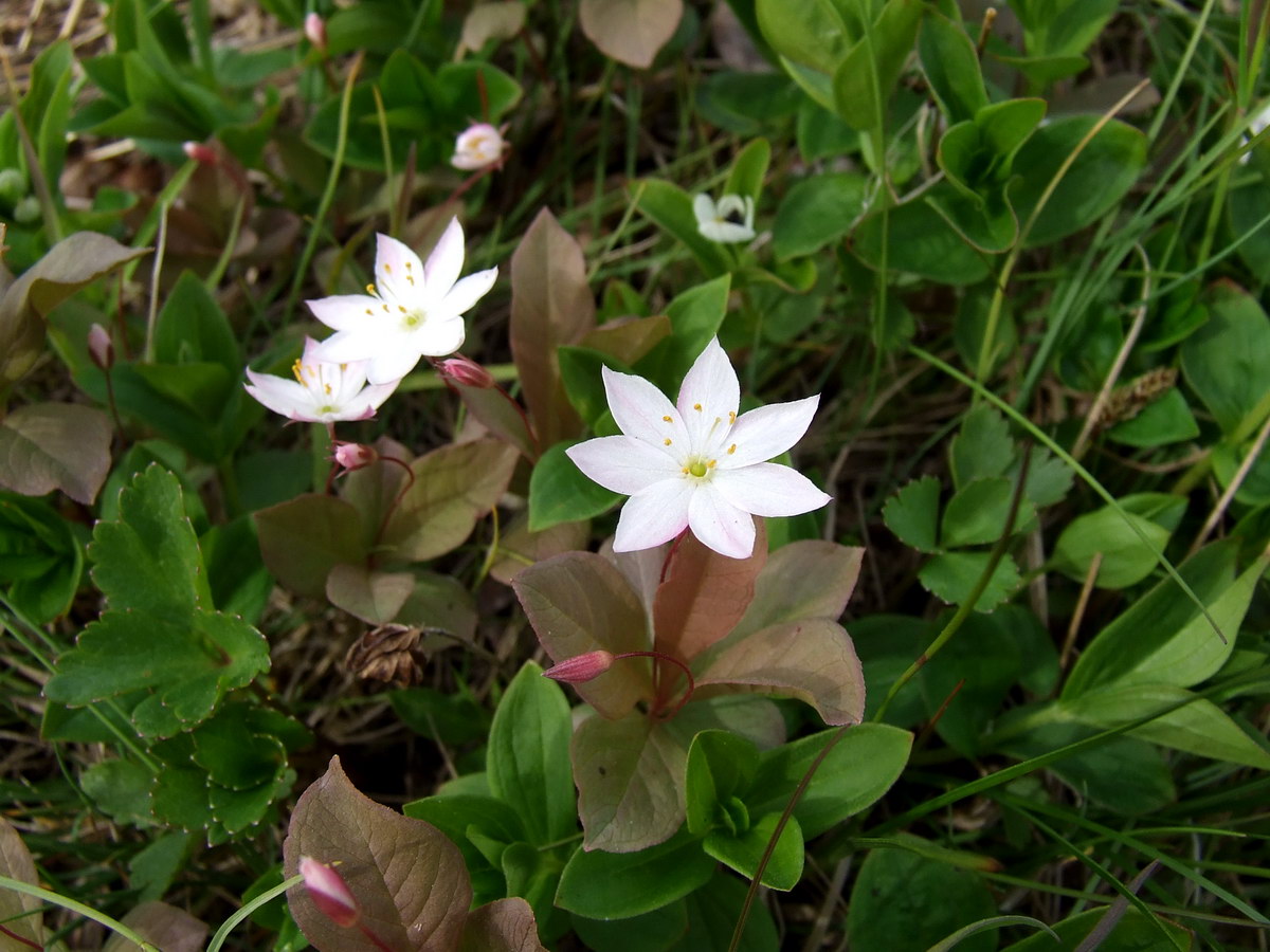 Image of Trientalis europaea specimen.