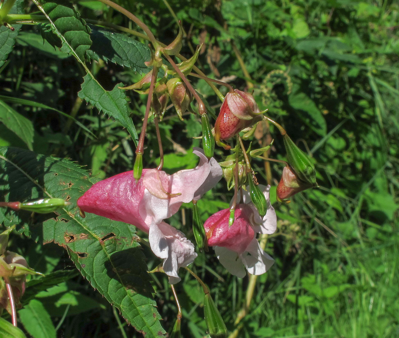 Изображение особи Impatiens glandulifera.