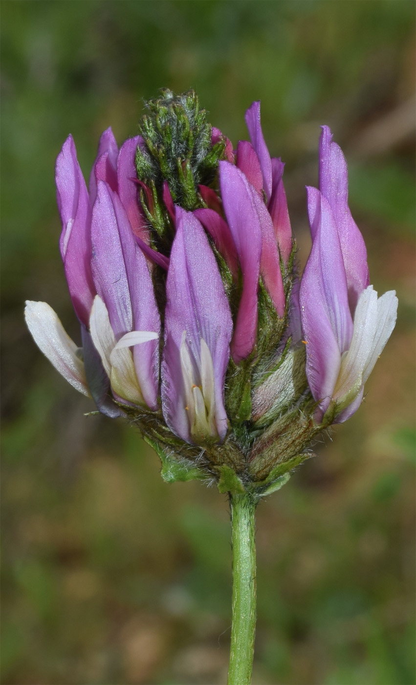 Изображение особи Astragalus ugamicus.