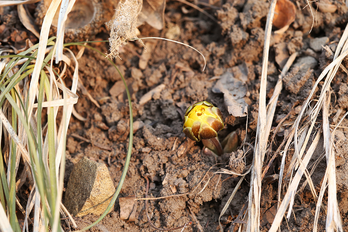 Image of Adonis amurensis specimen.