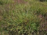 Carex extensa. Плодоносящее растение. Нидерланды, Северное море, о-в Схирмонниког, засоленный приморский луг. 17 июля 2010 г.