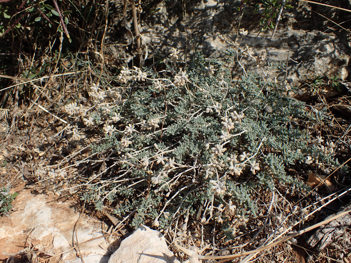 Изображение особи Teucrium capitatum.