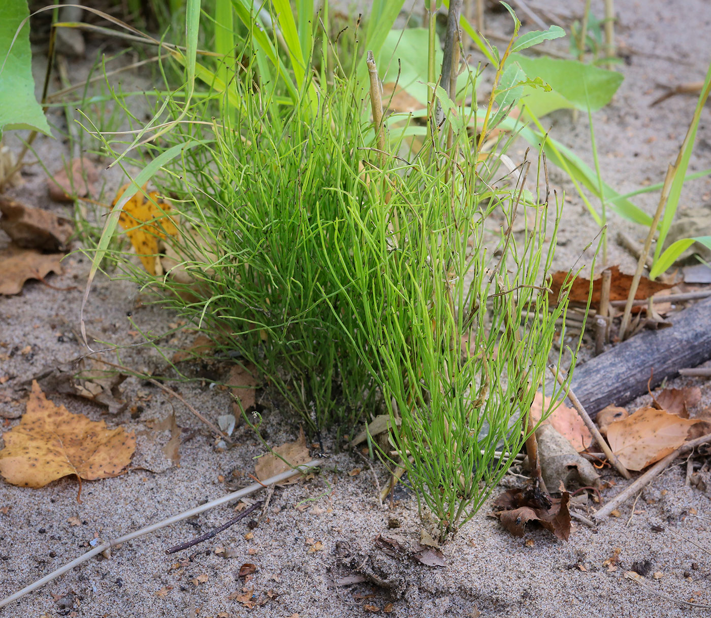 Изображение особи Equisetum arvense.