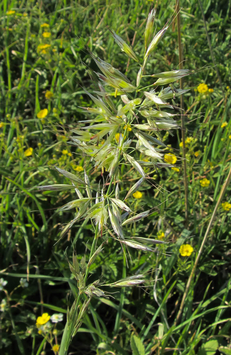 Изображение особи Helictotrichon pubescens.