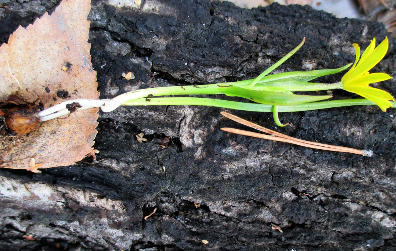 Image of genus Gagea specimen.