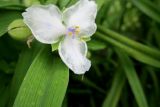 Tradescantia virginiana