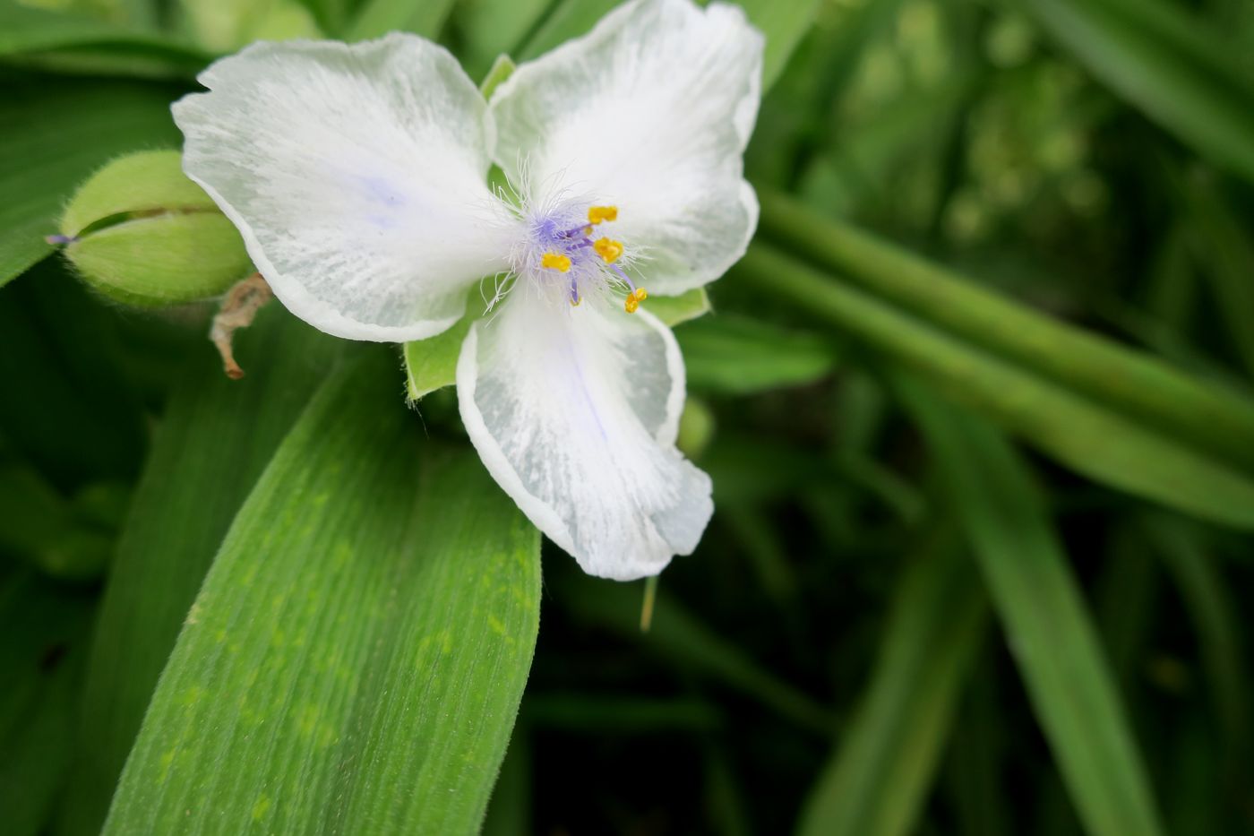 Изображение особи Tradescantia virginiana.